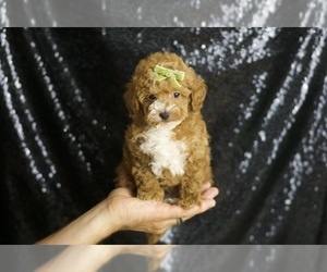 Poodle (Toy) Puppy for sale in WARSAW, IN, USA