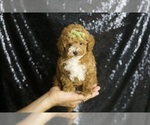 Small Poodle (Toy)