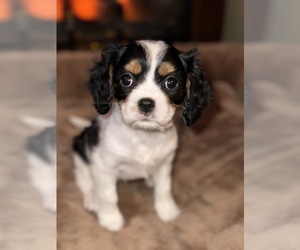 Cavalier King Charles Spaniel Puppy for sale in SAINTE GENEVIEVE, MO, USA