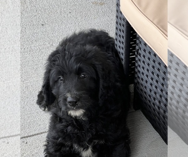 Medium Photo #5 Goldendoodle Puppy For Sale in DUNDEE, OH, USA