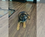 Small Photo #2 German Shepherd Dog Puppy For Sale in THORNTON, CO, USA