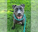 SASSICE - Female Mutt Dog for Adoption - Small photo