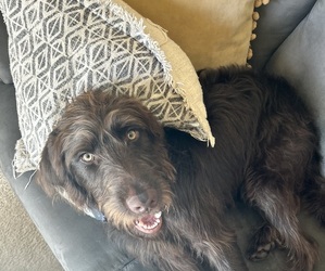 Labradoodle Puppy for sale in HARTSELLE, AL, USA