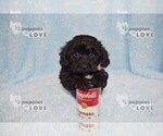 Small Photo #2 YorkiePoo Puppy For Sale in SANGER, TX, USA