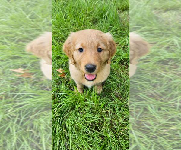Medium Photo #20 Golden Retriever Puppy For Sale in BATTLE GROUND, WA, USA