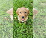 Small Photo #20 Golden Retriever Puppy For Sale in BATTLE GROUND, WA, USA