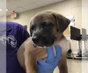 Mastiff-Unknown Mix Dogs for adoption in Conroe, TX, USA