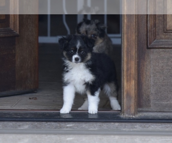 Medium Photo #1 Miniature Australian Shepherd Puppy For Sale in BONNERDALE, AR, USA