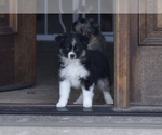 Small Photo #1 Miniature Australian Shepherd Puppy For Sale in BONNERDALE, AR, USA