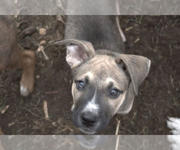 Medium Photo #7 Boxer-Unknown Mix Puppy For Sale in Clinton , MI, USA