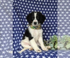 Bernedoodle (Miniature) Puppy for sale in OXFORD, PA, USA