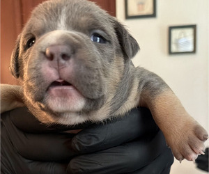 American Bully Puppy for sale in MANHATTAN, IL, USA