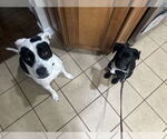Small #5 American Pit Bull Terrier-Labrador Retriever Mix