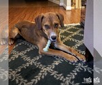 Small #3 Retriever  Mix