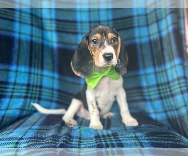 Medium Photo #3 Beagle Puppy For Sale in LAKELAND, FL, USA