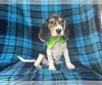 Small #2 Beagle