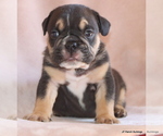 Small #11 Bulldog