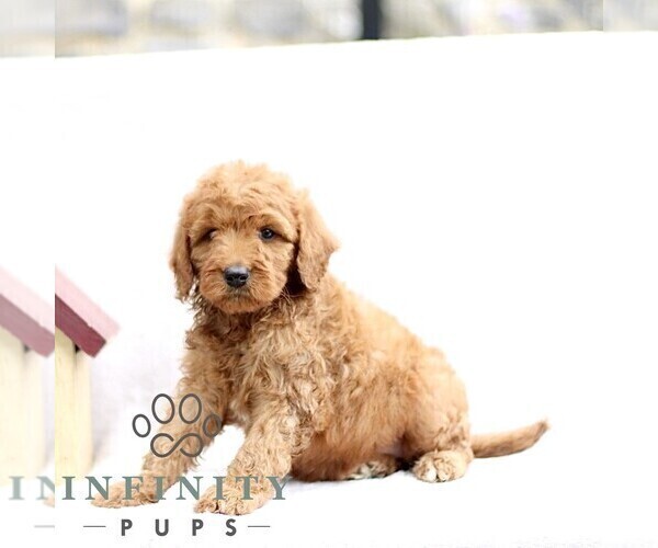 Medium Photo #4 Goldendoodle (Miniature) Puppy For Sale in EPHRATA, PA, USA
