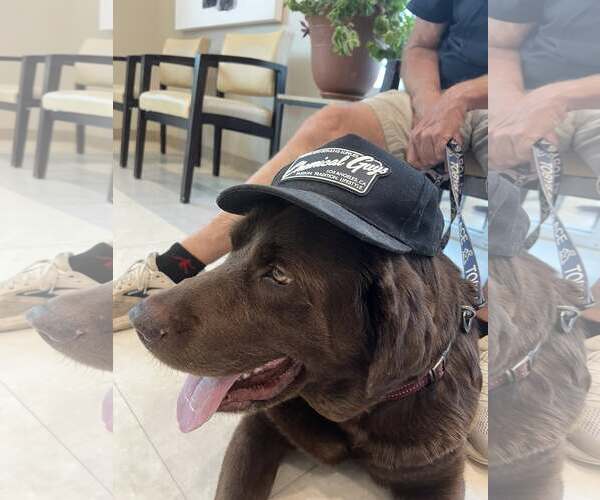 Medium Photo #12 Labrador Retriever Puppy For Sale in Arlington, VA, USA