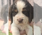 Small #3 English Springer Spaniel