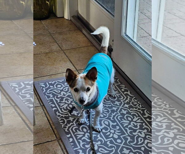 Medium Photo #2 Chihuahua-Unknown Mix Puppy For Sale in New London, WI, USA