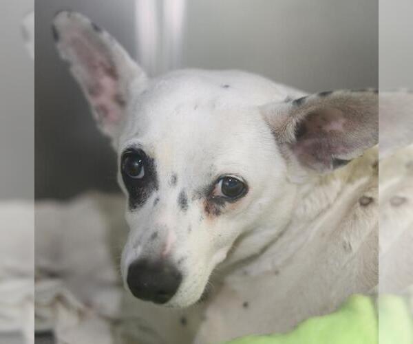 Medium Photo #1 Mutt Puppy For Sale in San Antonio, TX, USA