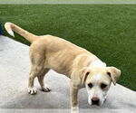 Small #2 Labrador Retriever