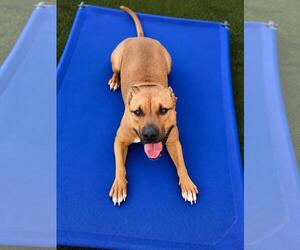 Brandy-$75 Adoption Fee! Diamond Dog! - Female Mutt Dog for Adoption - Photo #4