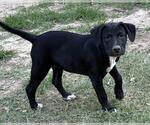 Small #1 Labrador Retriever Mix