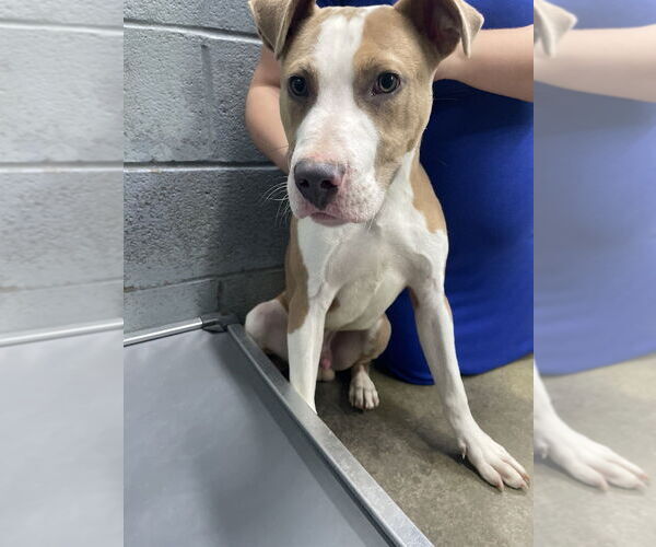 Medium Photo #1 Mutt Puppy For Sale in Evansville, IN, USA