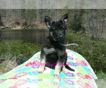 Small #2 German Shepherd Dog