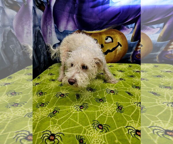 Medium Photo #2 Mutt Puppy For Sale in Metairie, LA, USA