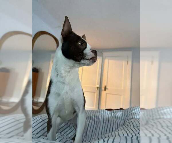 Medium Photo #8 Boston Terrier-Unknown Mix Puppy For Sale in New York, NY, USA