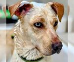 Small #4 Labrador Retriever Mix