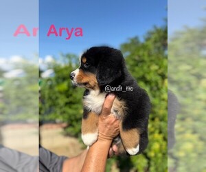Bernese Mountain Dog Puppy for sale in NUEVO, CA, USA