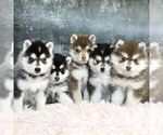 Small Photo #5 Pomsky Puppy For Sale in PARKESBURG, PA, USA