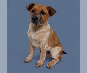 Mutt Dogs for adoption in Bakersfield, CA, USA