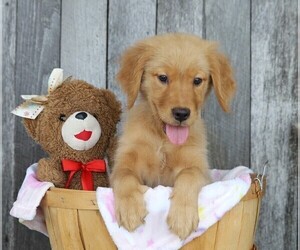 Golden Retriever Puppy for sale in FREDERICKSBG, OH, USA