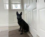 Small #2 German Shepherd Dog Mix