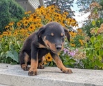 Small #12 Rottweiler