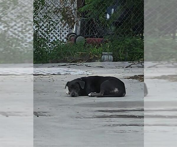 Medium Photo #1 American Staffordshire Terrier-Unknown Mix Puppy For Sale in San Antonio, TX, USA
