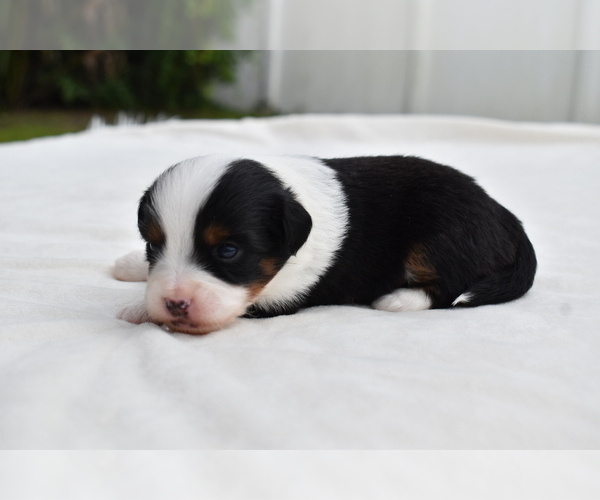 Medium Photo #5 Miniature Australian Shepherd Puppy For Sale in PALM COAST, FL, USA