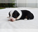 Small #4 Miniature Australian Shepherd