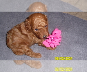 Poodle (Toy) Puppy for sale in DULUTH, GA, USA