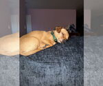 Small #5 Chihuahua Mix