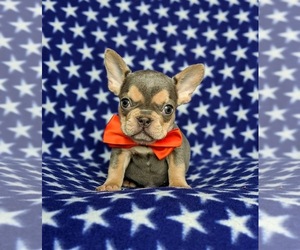 French Bulldog Puppy for sale in QUARRYVILLE, PA, USA