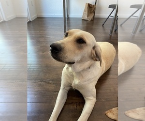 Mother of the Labrador Retriever puppies born on 08/25/2025