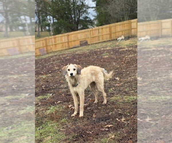 Medium Photo #1 Labrador Retriever-Unknown Mix Puppy For Sale in Aurora, IN, USA