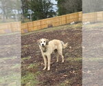 Chancie - Female Labrador Retriever-Unknown Mix Dog for Adoption - Small photo