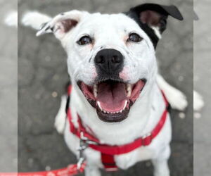 Mutt Dogs for adoption in Canton, CT, USA